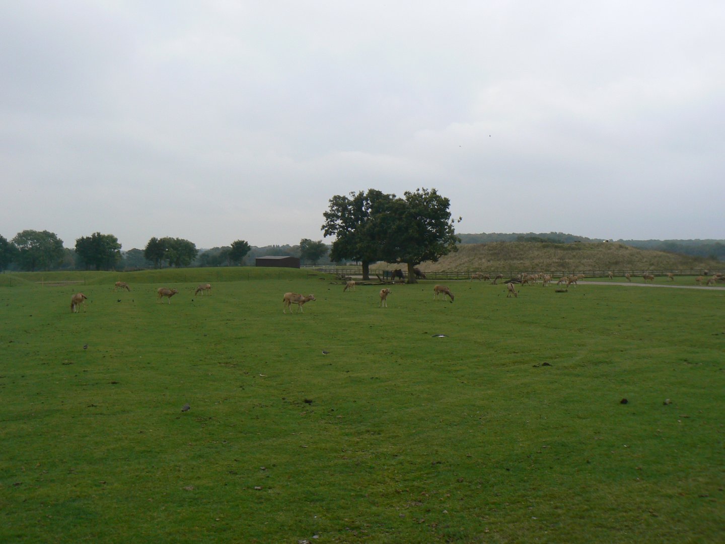 View of Pere David's Deer Herd - 15 October 2016