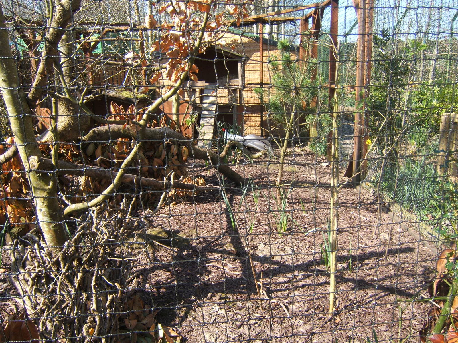 View of Pheasant Aviary