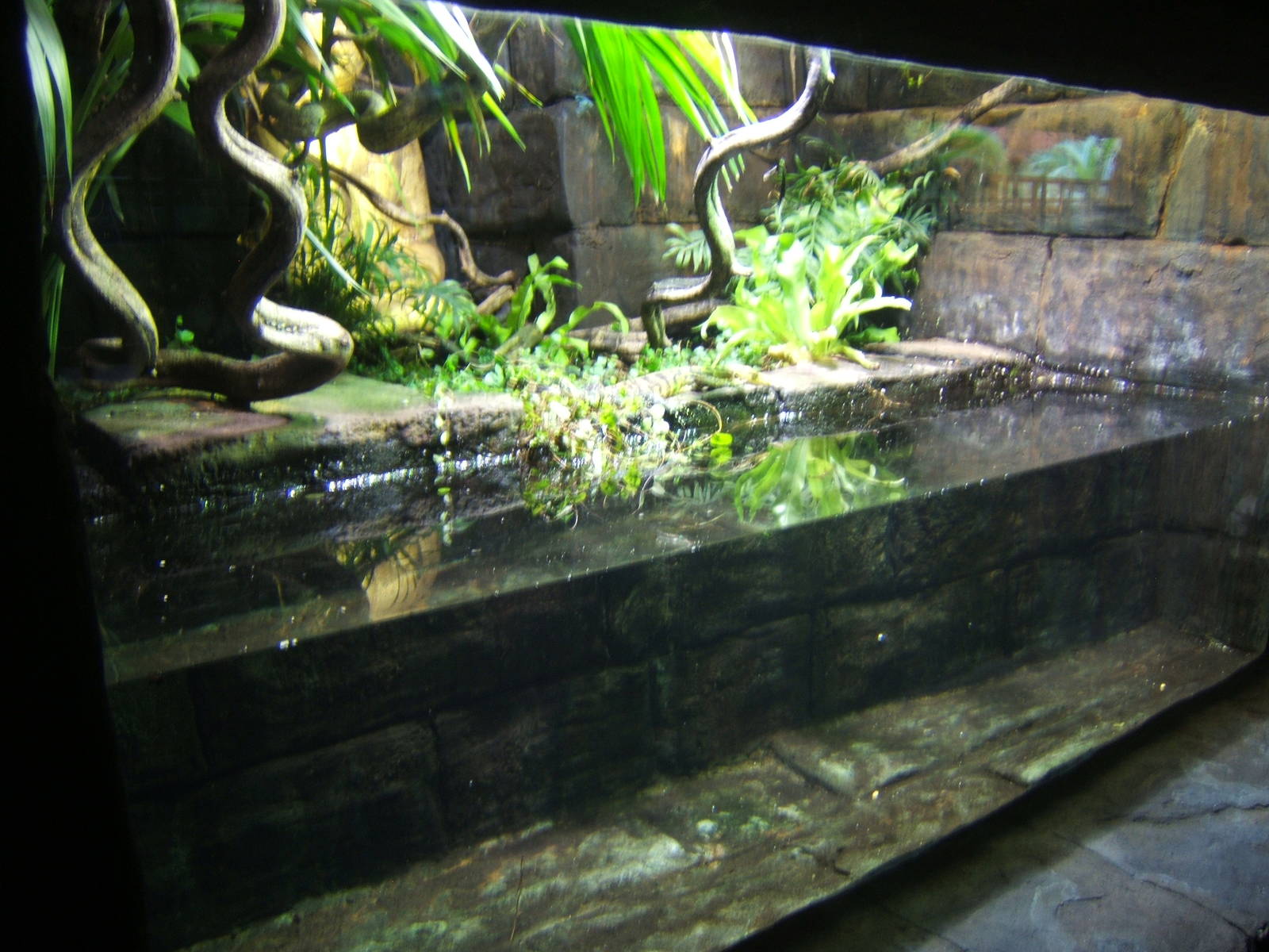 View of Philippine Water Monitor (Varanus cumingi) exhibit