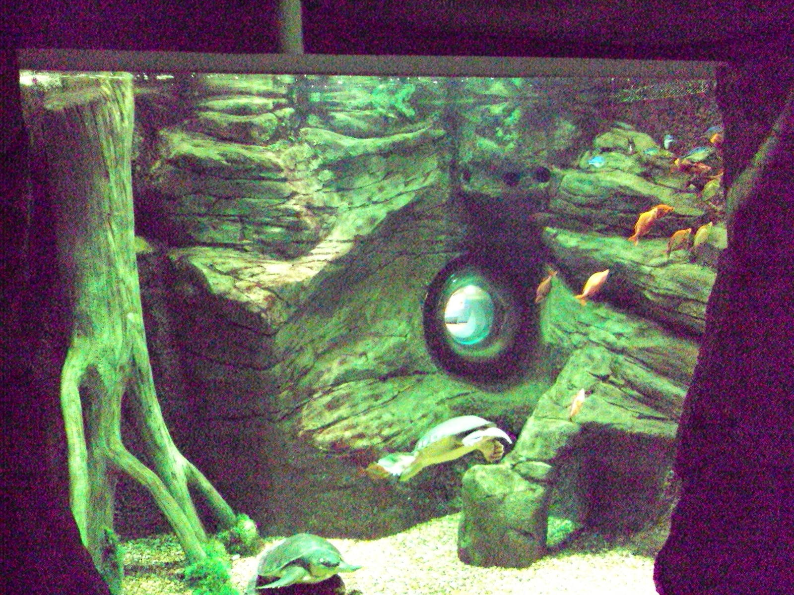 View of Pig-nosed Turtle tank