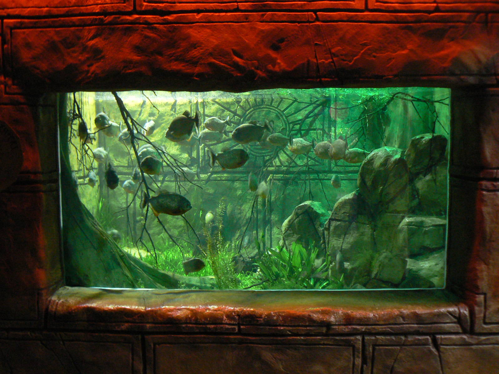 View of Piranha Aquarium - 1 October 2016