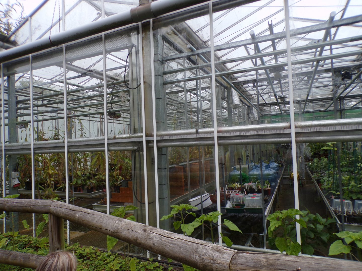 View of plant greenhouses 29.6.24