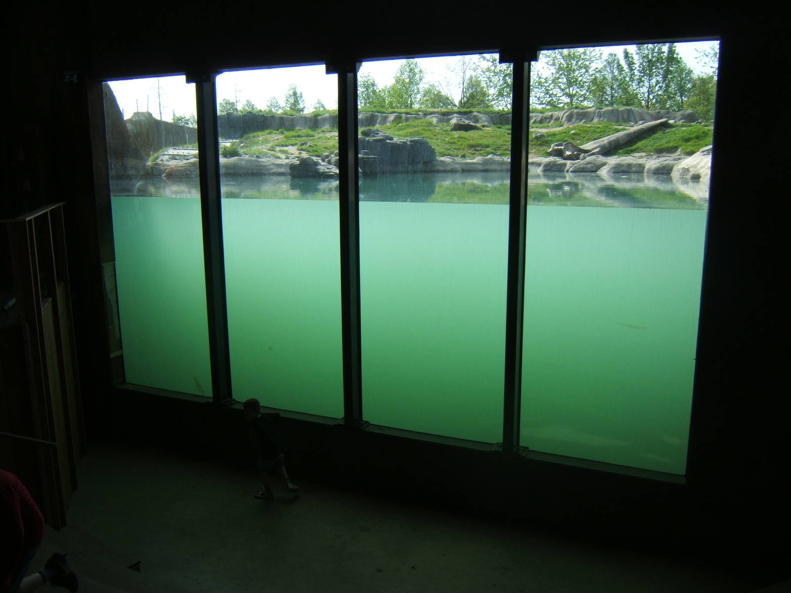 View of Polar Bear enclosure