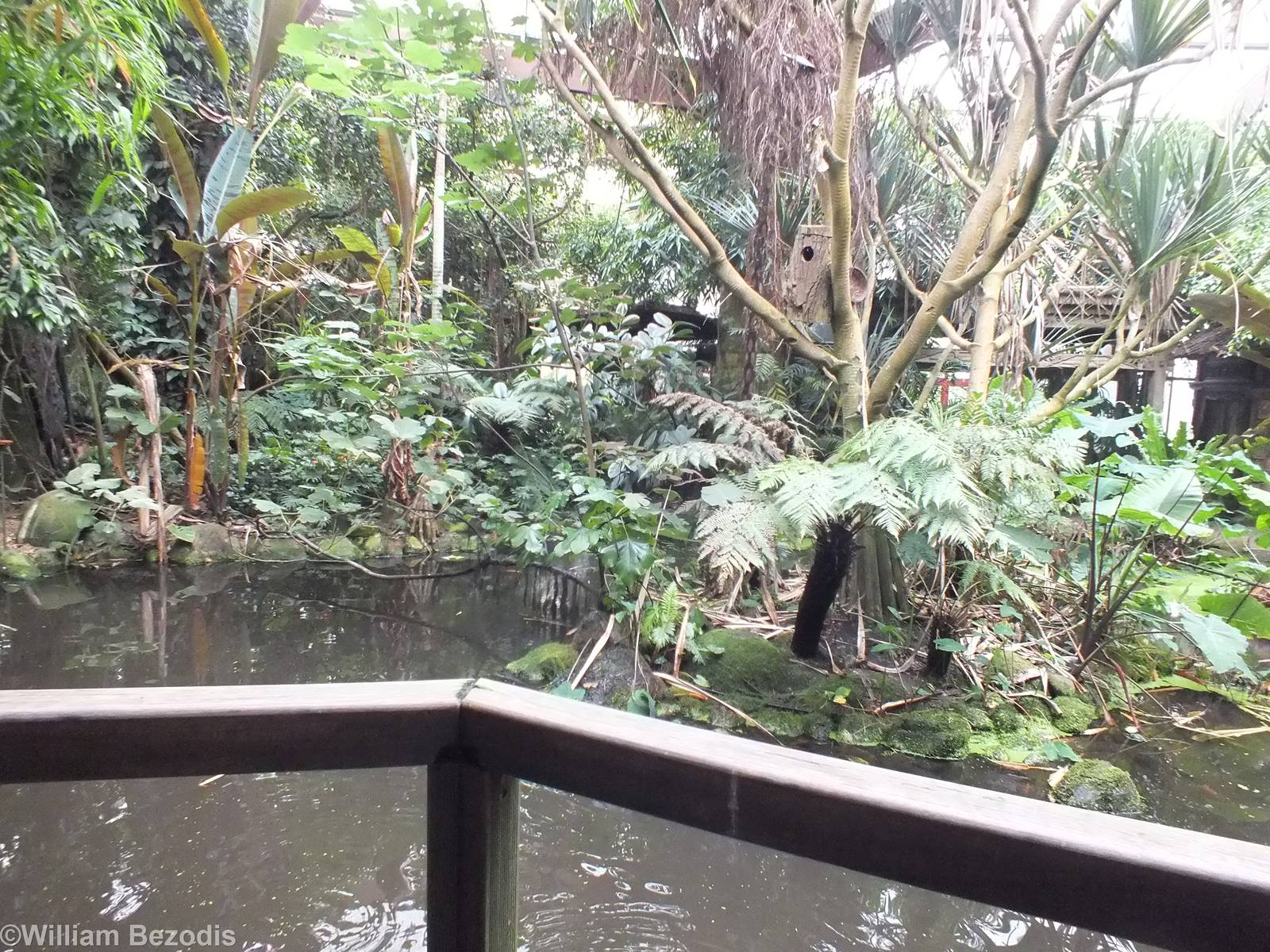 View of pond Area in the Rainforest Hall