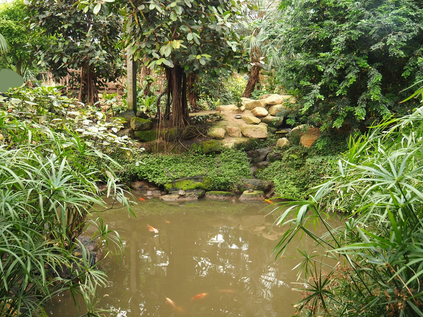 View of pond in the Tropical hall (Aug 28th, 2018)