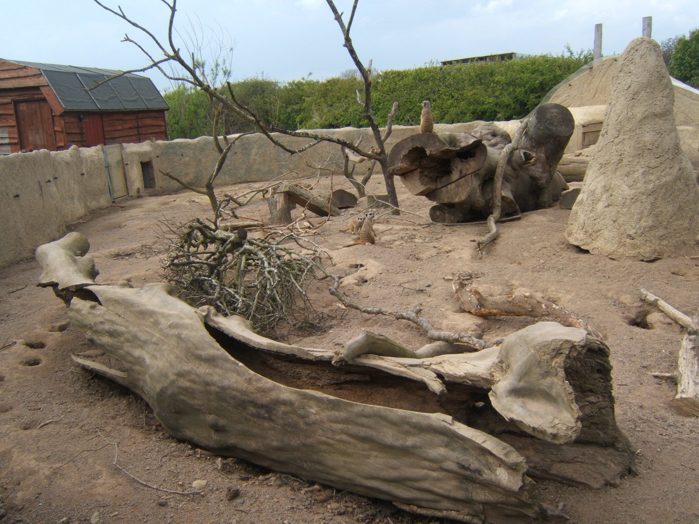 View of Porcupine and Meerkat enclosure