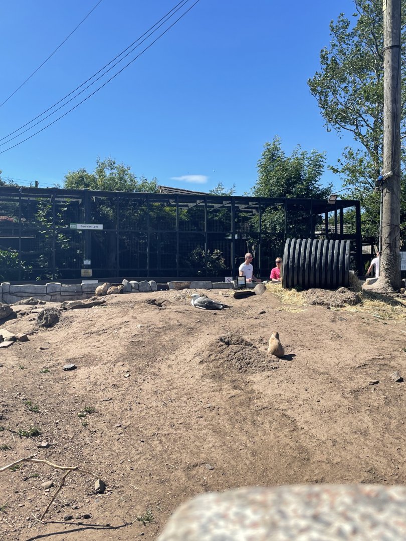 View of prairie dog and lynx enclosure