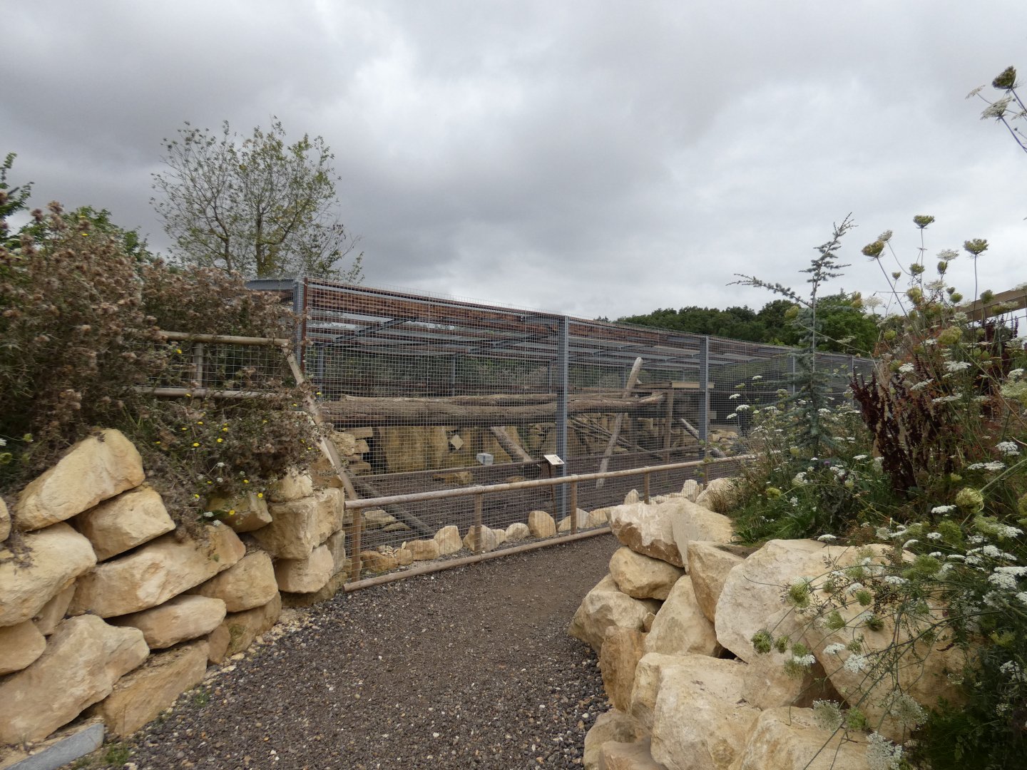 View of puma enclosure
