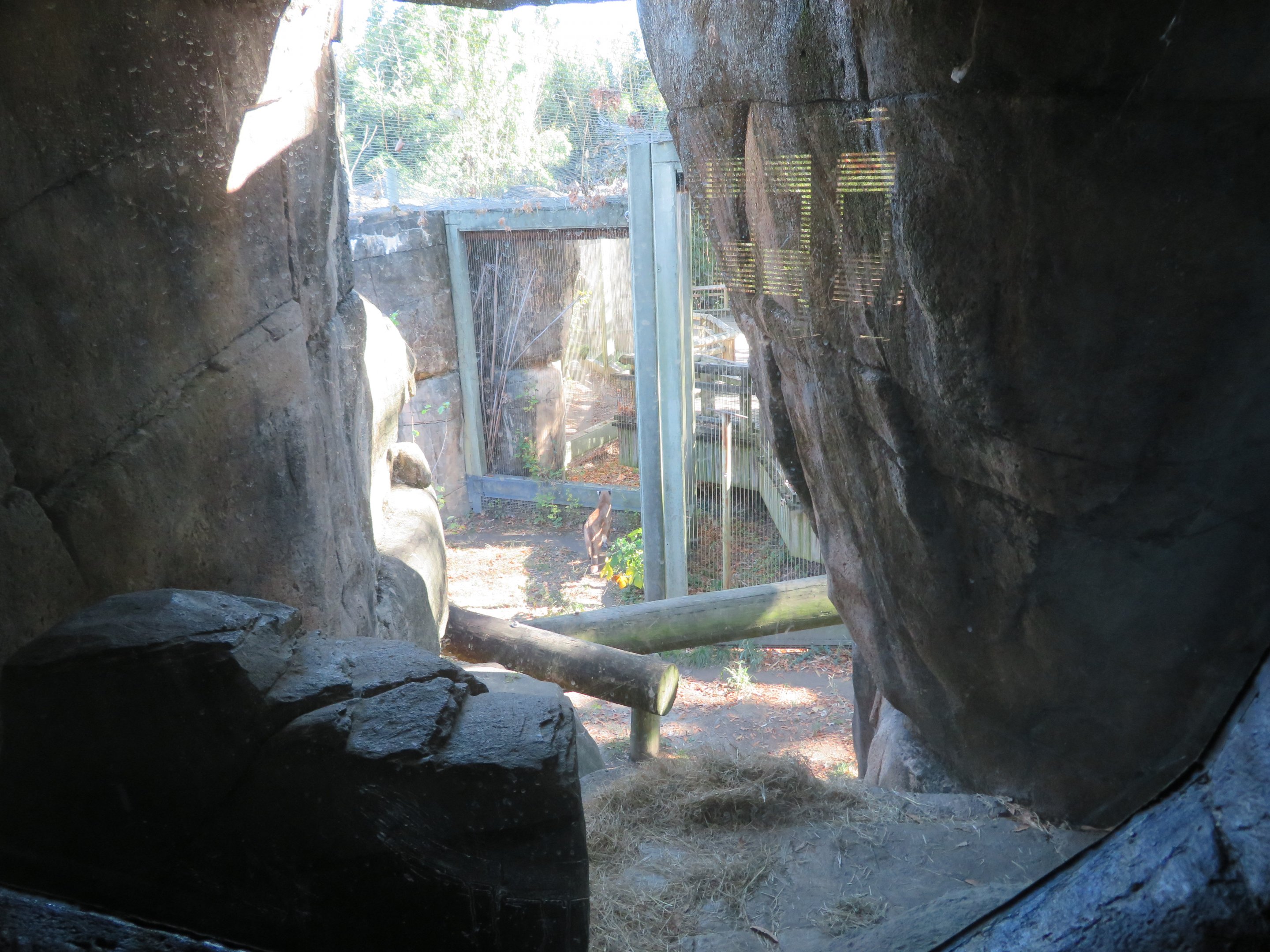 View of Puma Exhibit (from viewing cave)