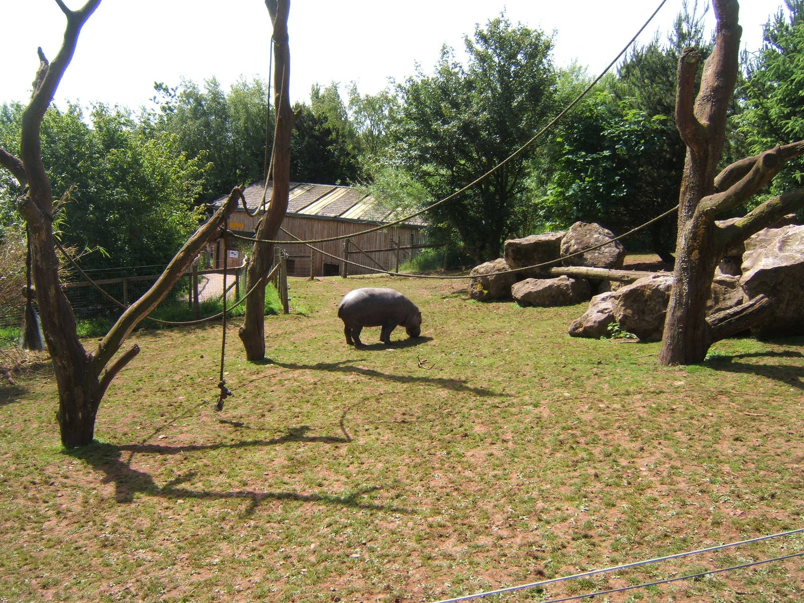 View of Pygmy Hippo enclosure towards the hosue