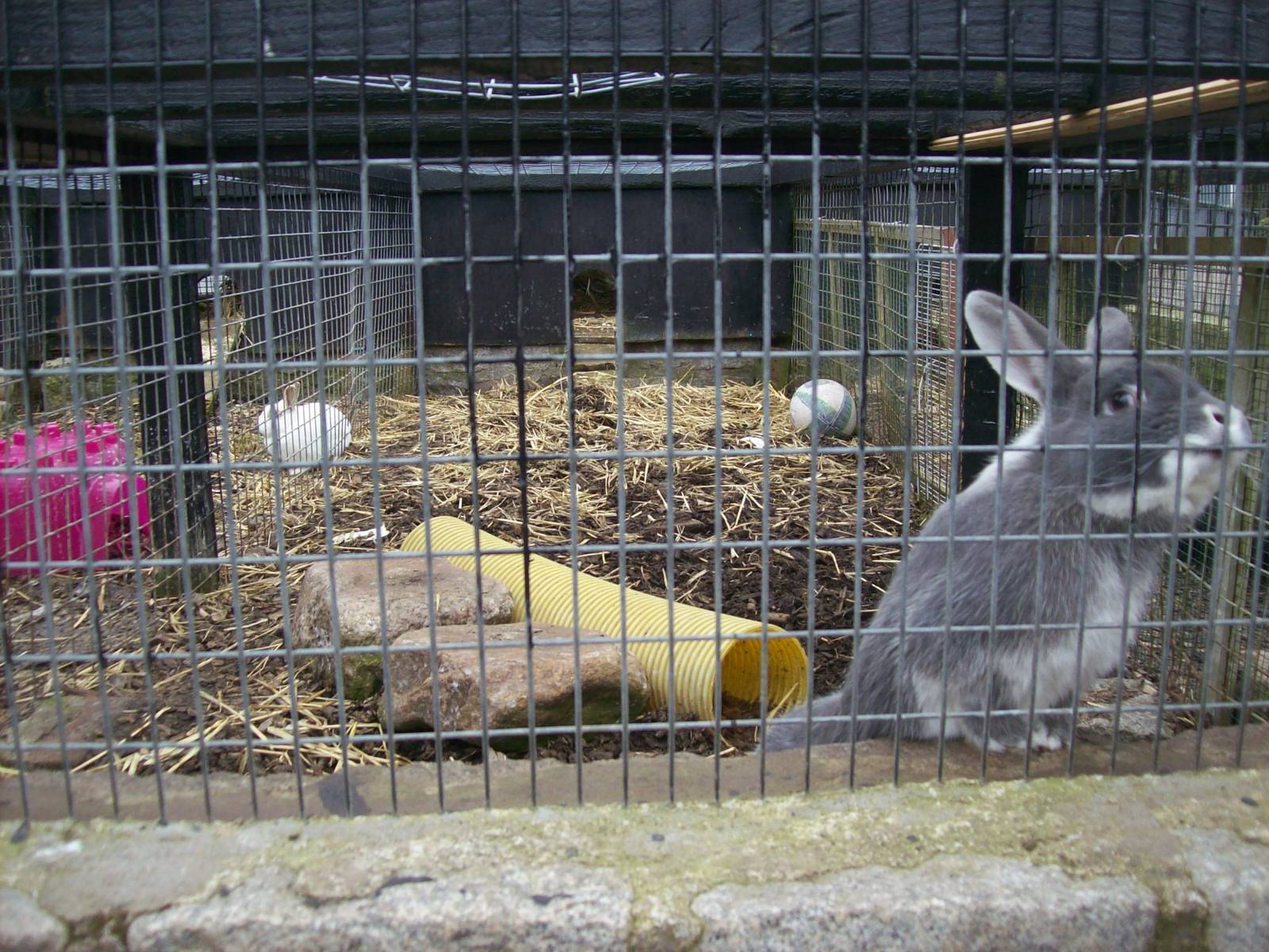 view of rabbit exhibit.