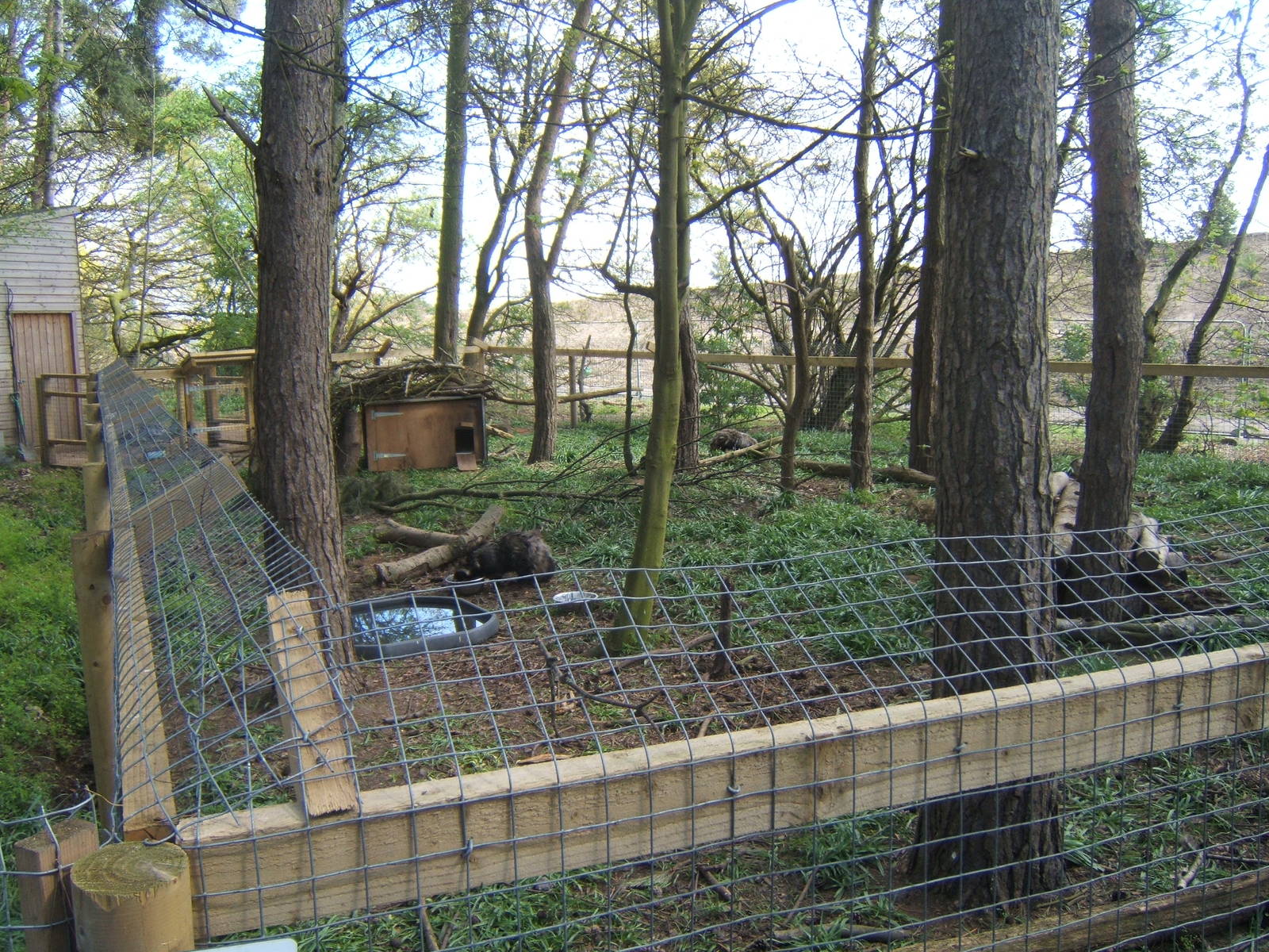 View of Raccon Dog enclosure