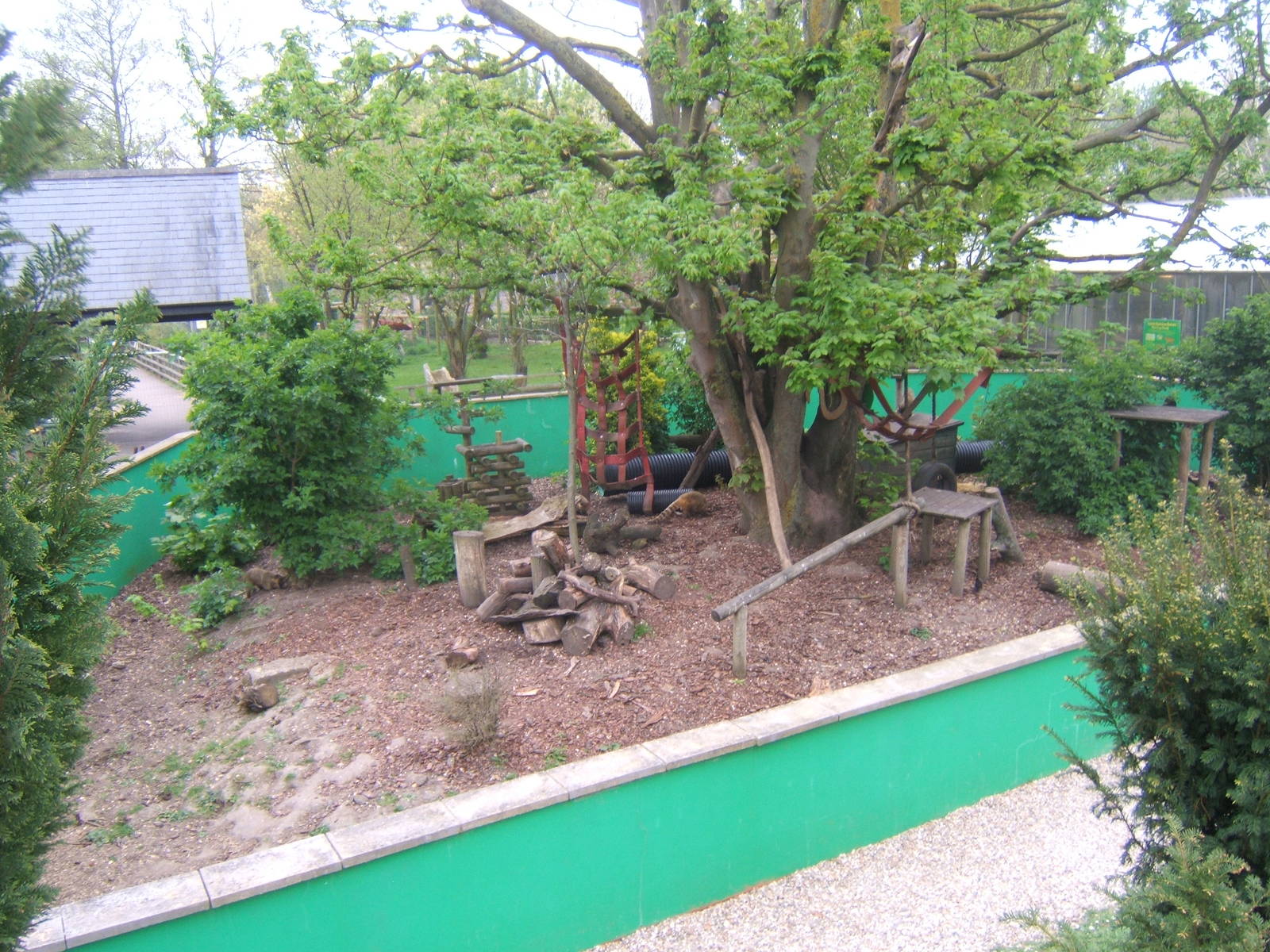 View of Raccoon enclosure