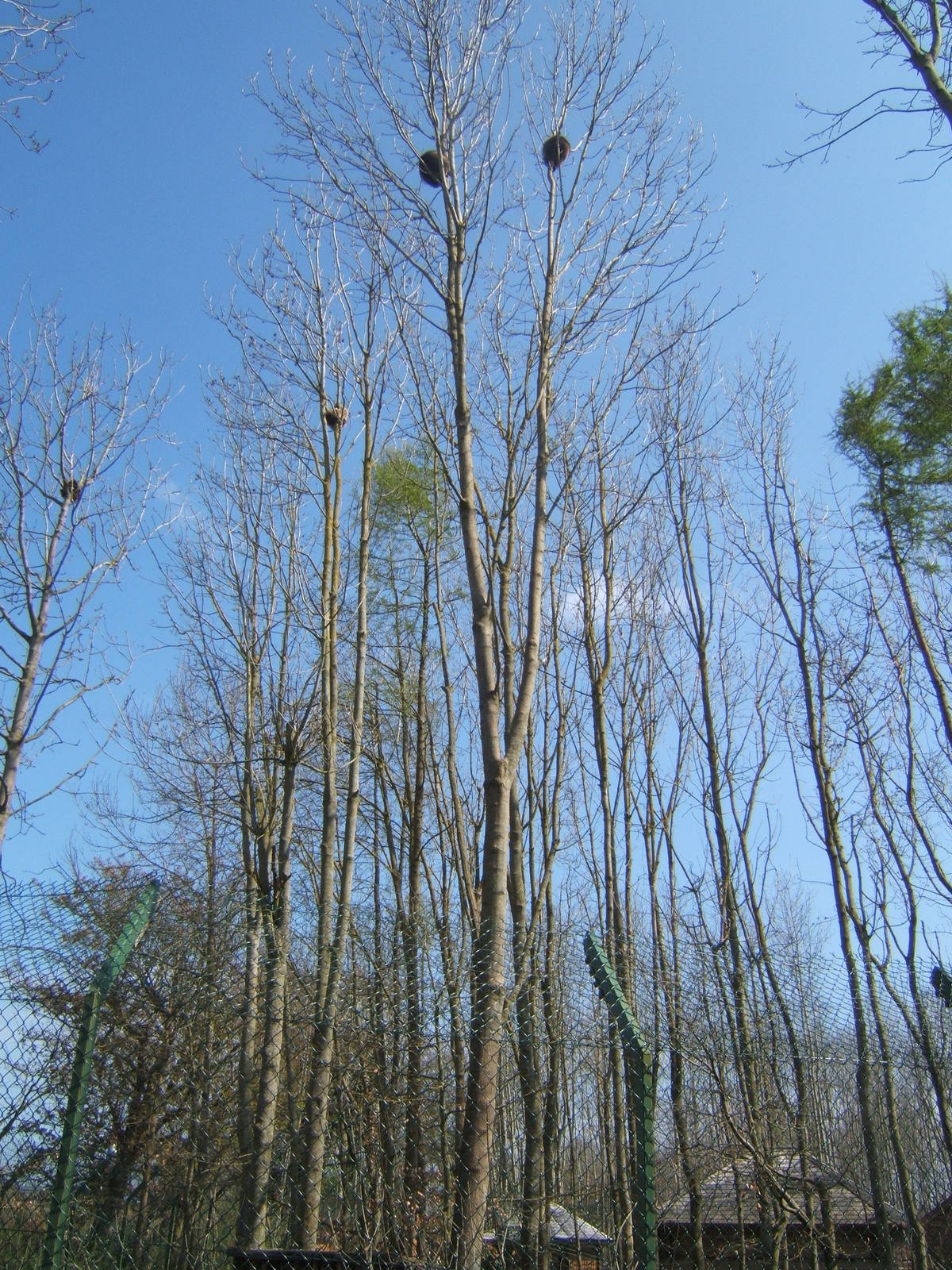 View of Raccoon`s up trees