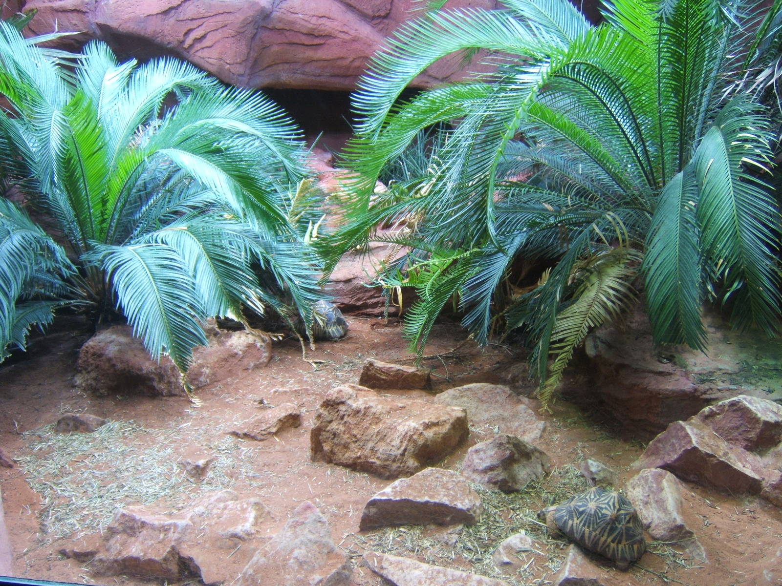View of Radiated Tortoise exhibit