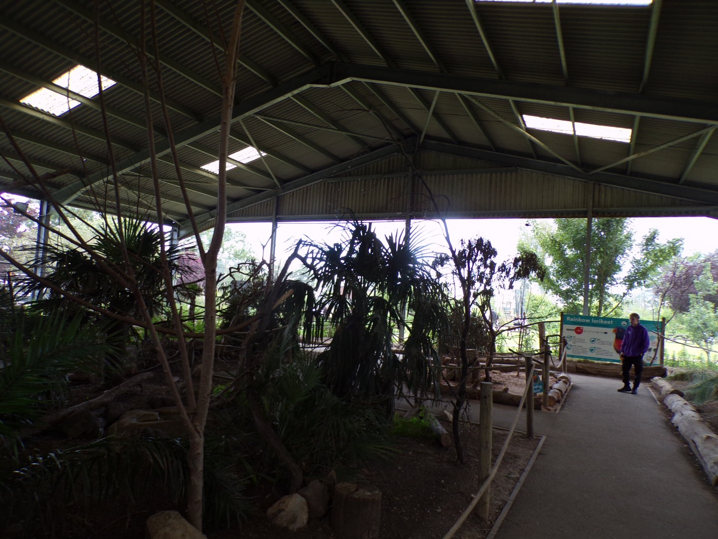 View of rainbow lorikeet walkthrough 7.7.24