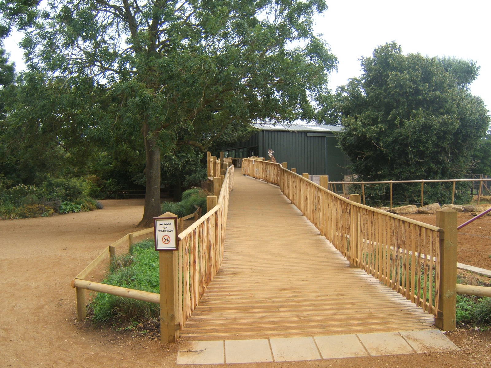 View of ramp up to Giraffe House