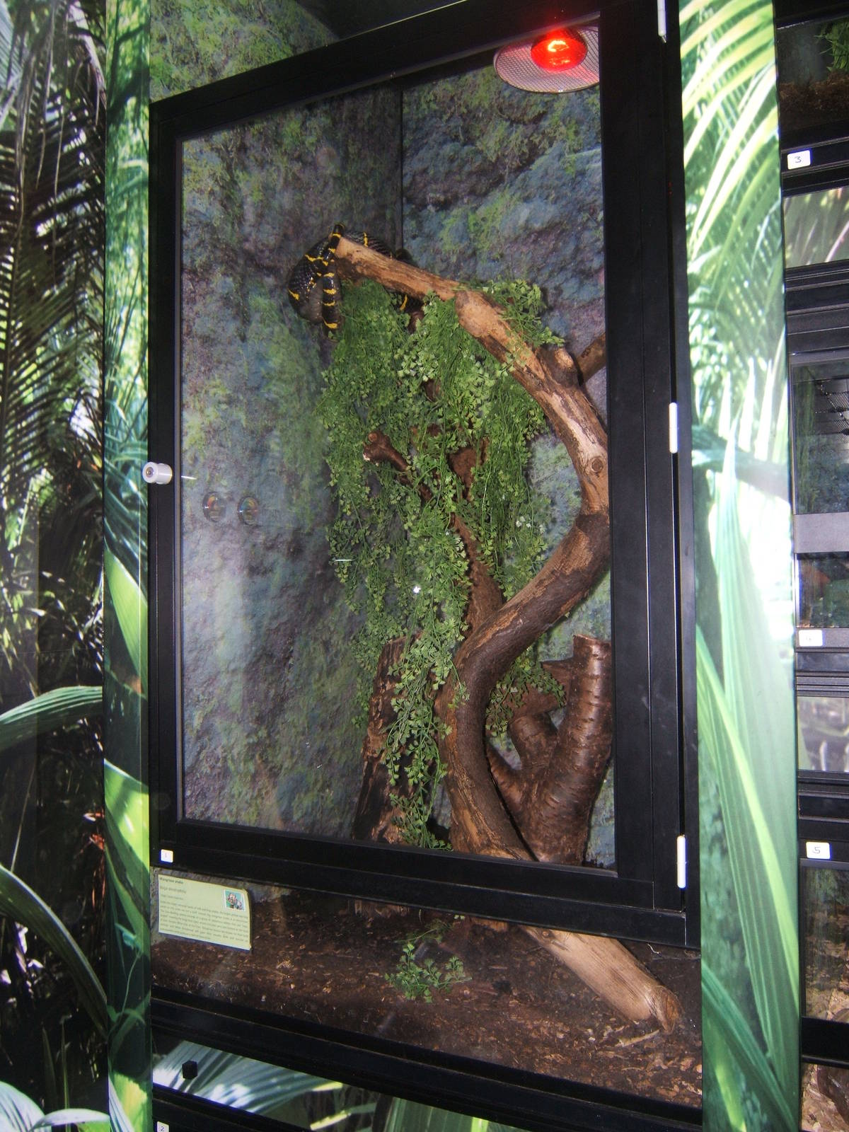 View of rebuilt Reptile exhibits