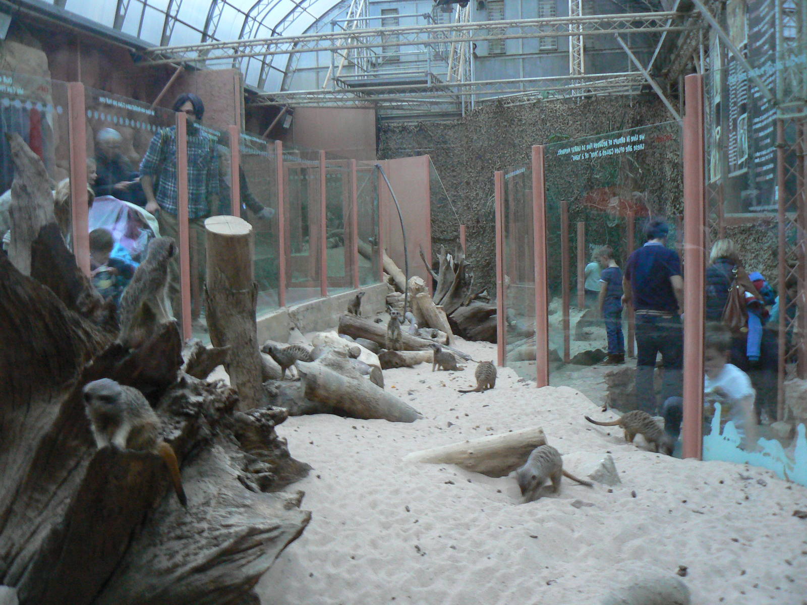View of Recently Refurbished Meerkat Enclosure - 28 November 2015
