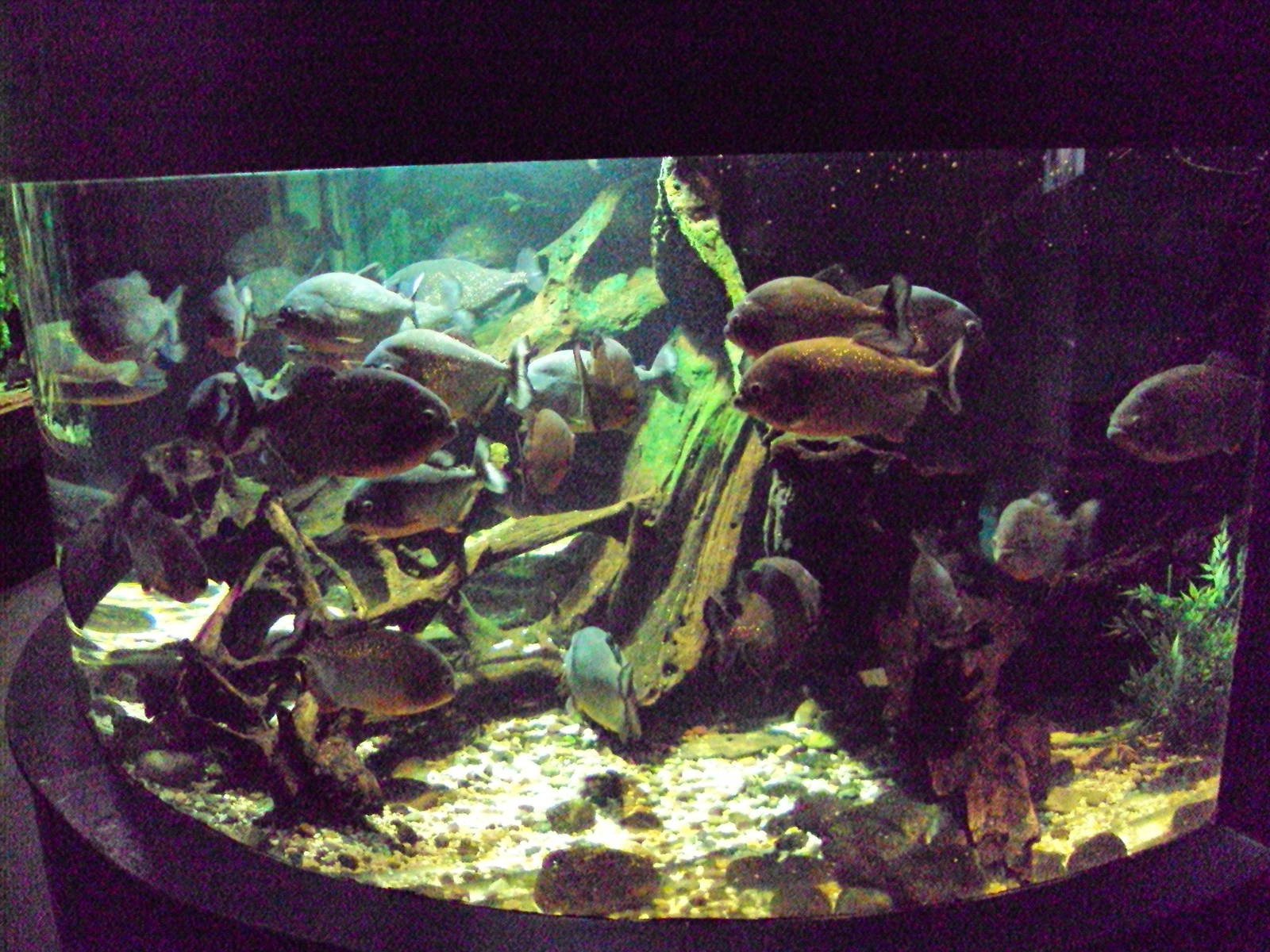 View of Red-bellied Piranha tank