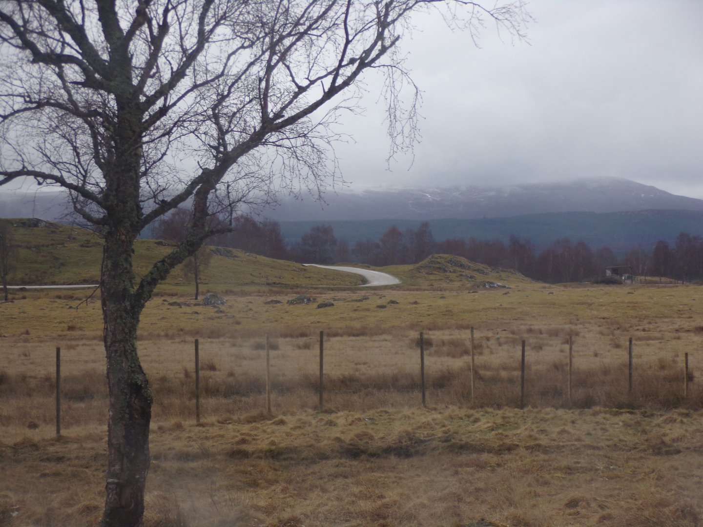 View of Red deer, European bison and Prezwalski’s horse reserve 5.4.24