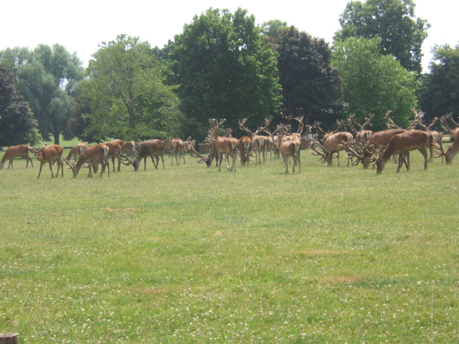 View of Red Deer in deer park