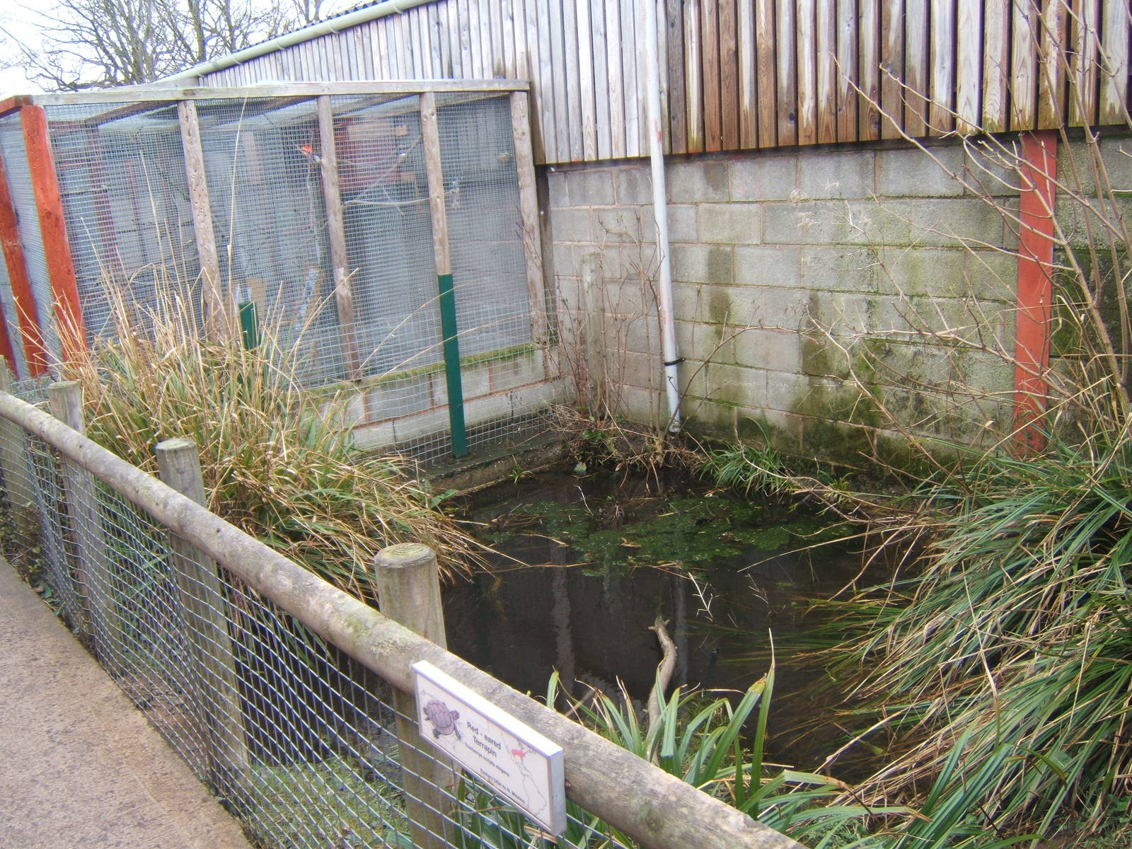 View of Red-eared Slider exhibit