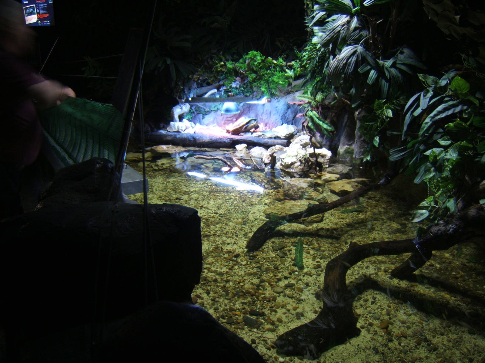 View of Red-eared Slider exhibit