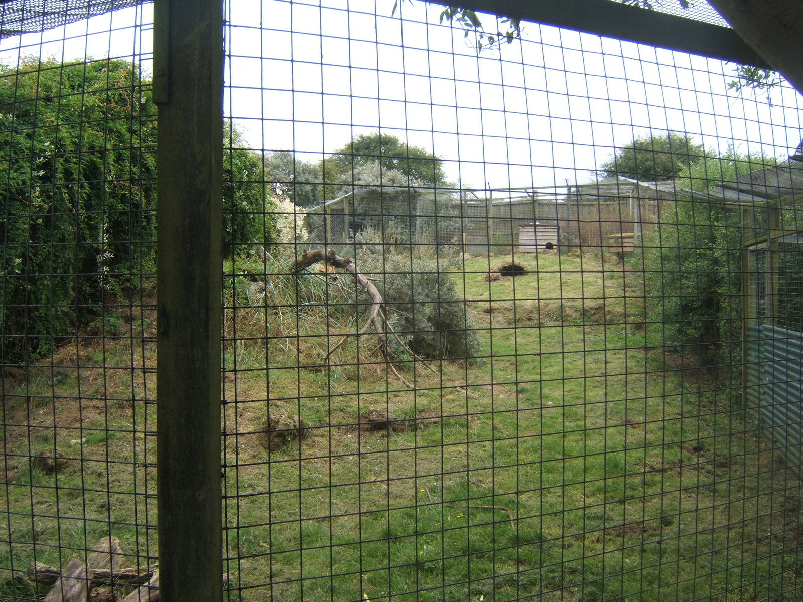 View of Red Fox enclosure