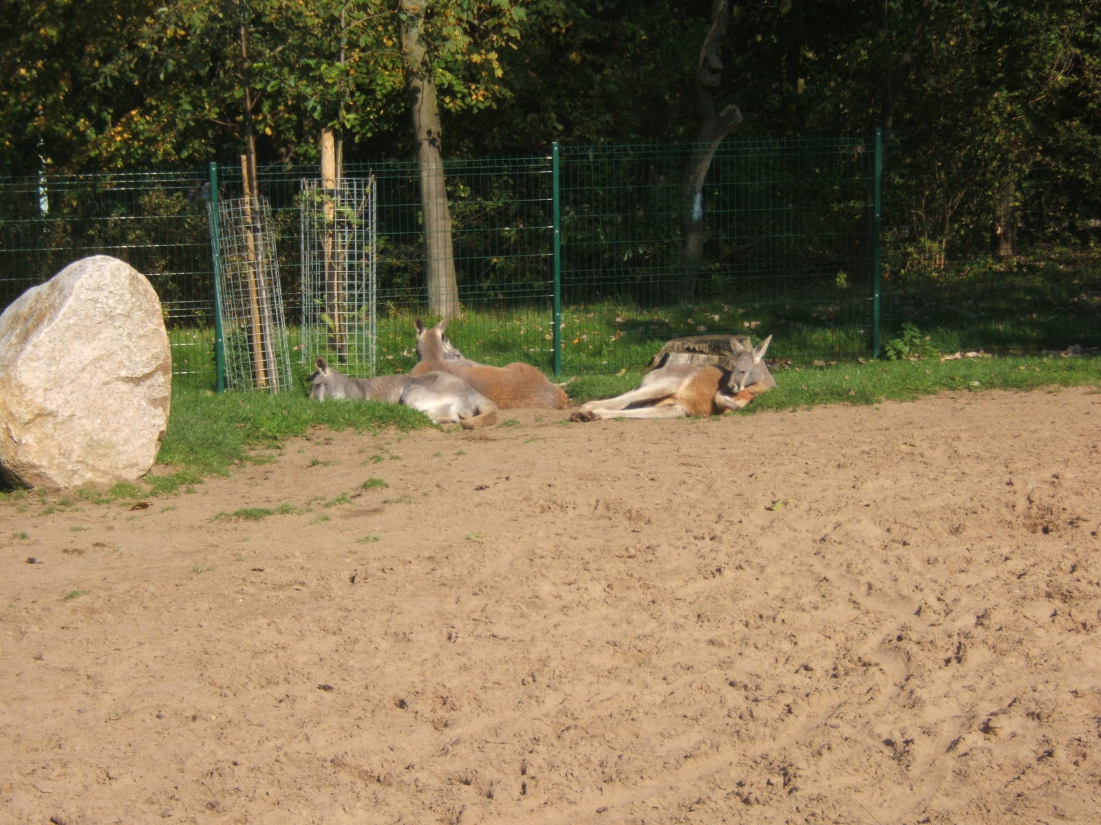 View of Red Kangaroo in the wallaby Walk through