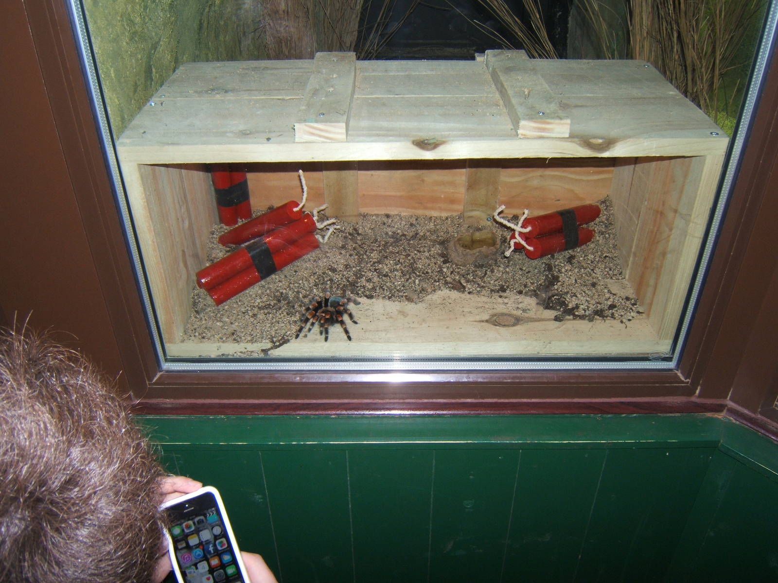 View of Red-kneed tarantula exhibit inside the Beaded Lizard exhibit