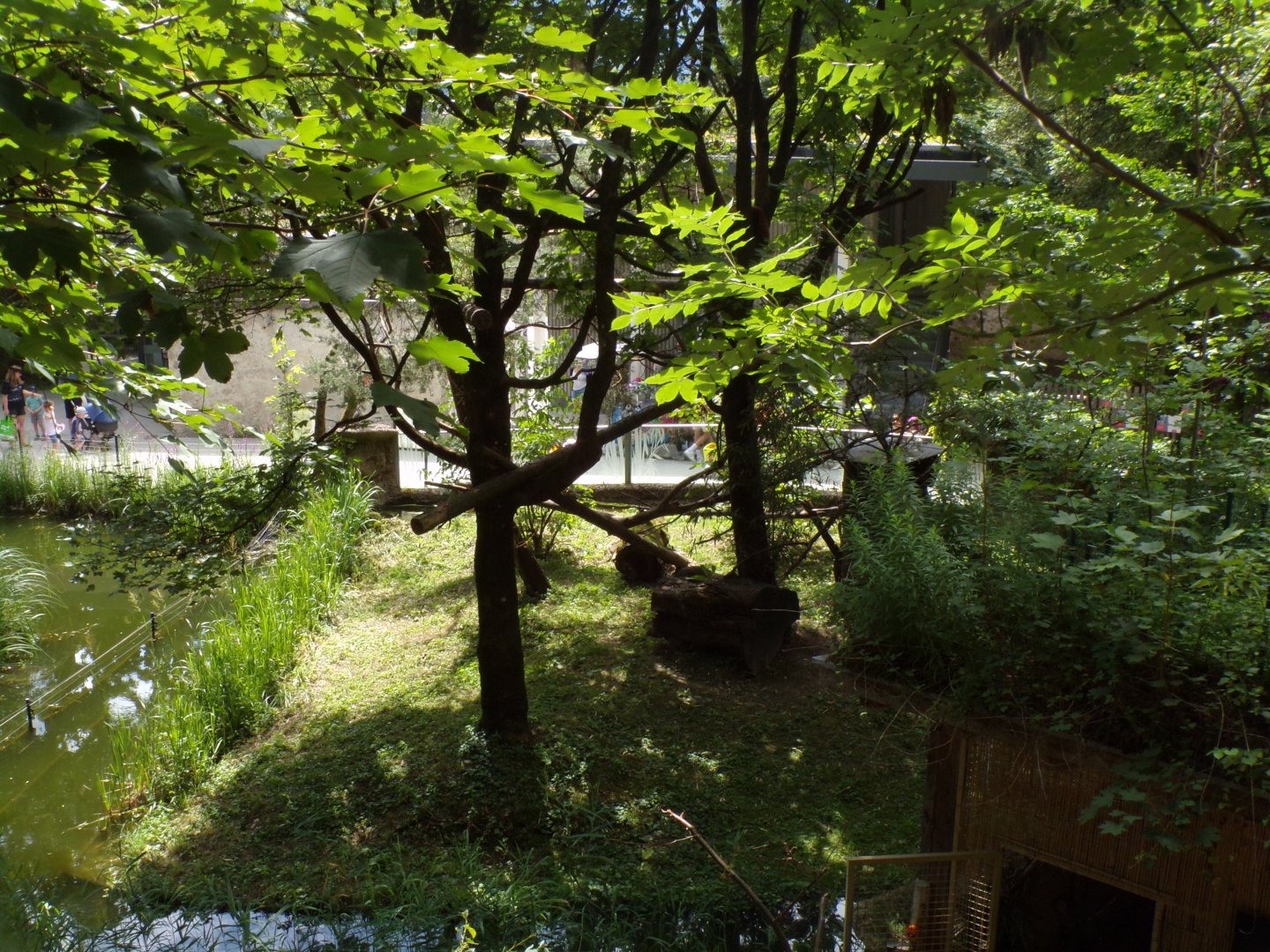 View of red panda enclosure 13.7.25