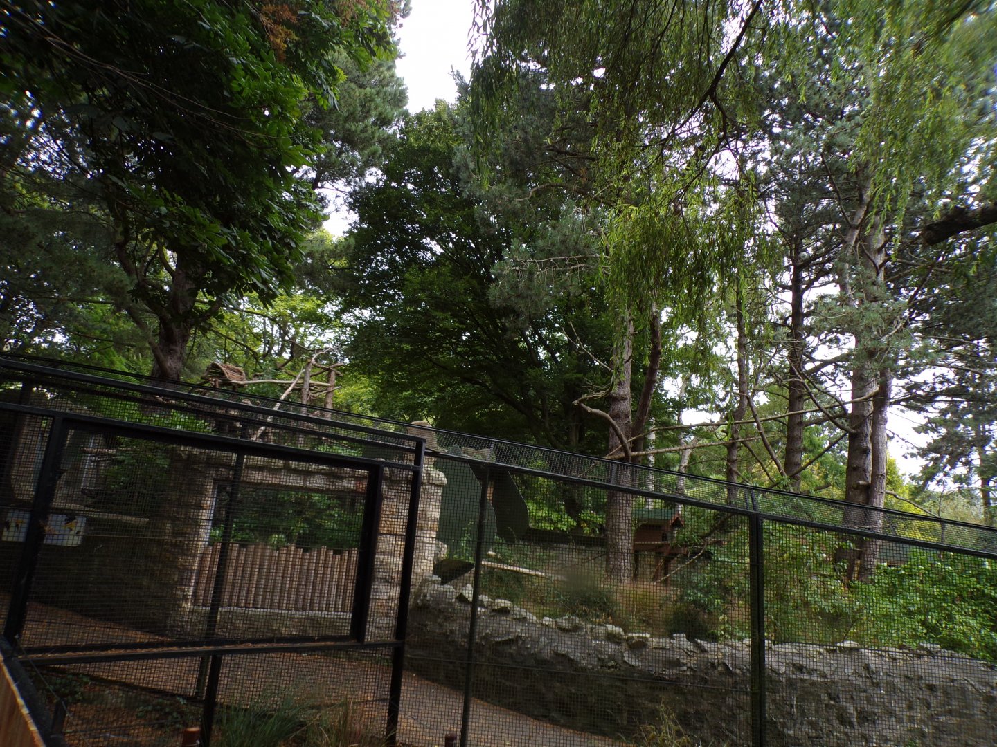 View of red panda enclosure 25.8.24