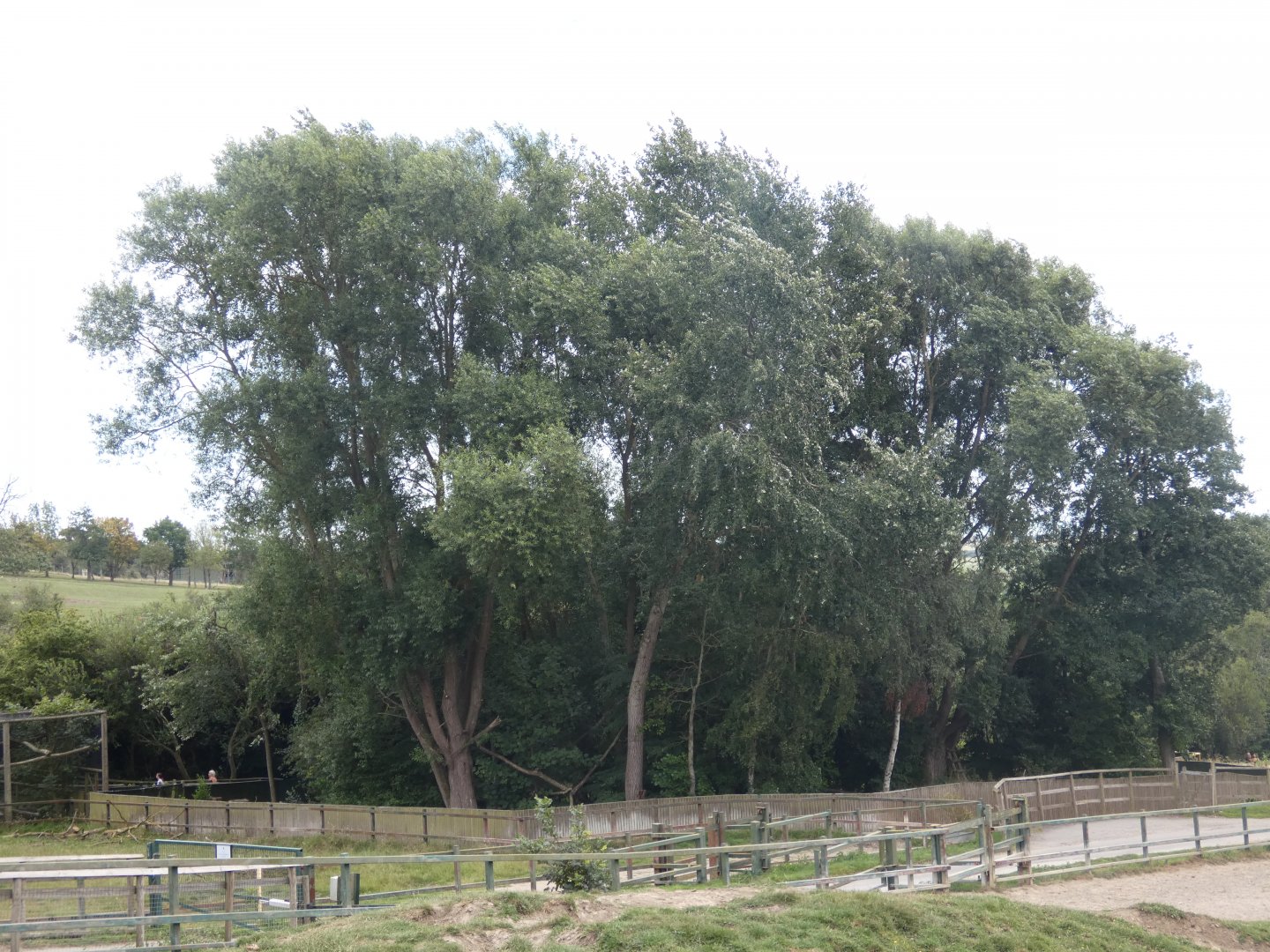 View of Red Panda enclosure from behind