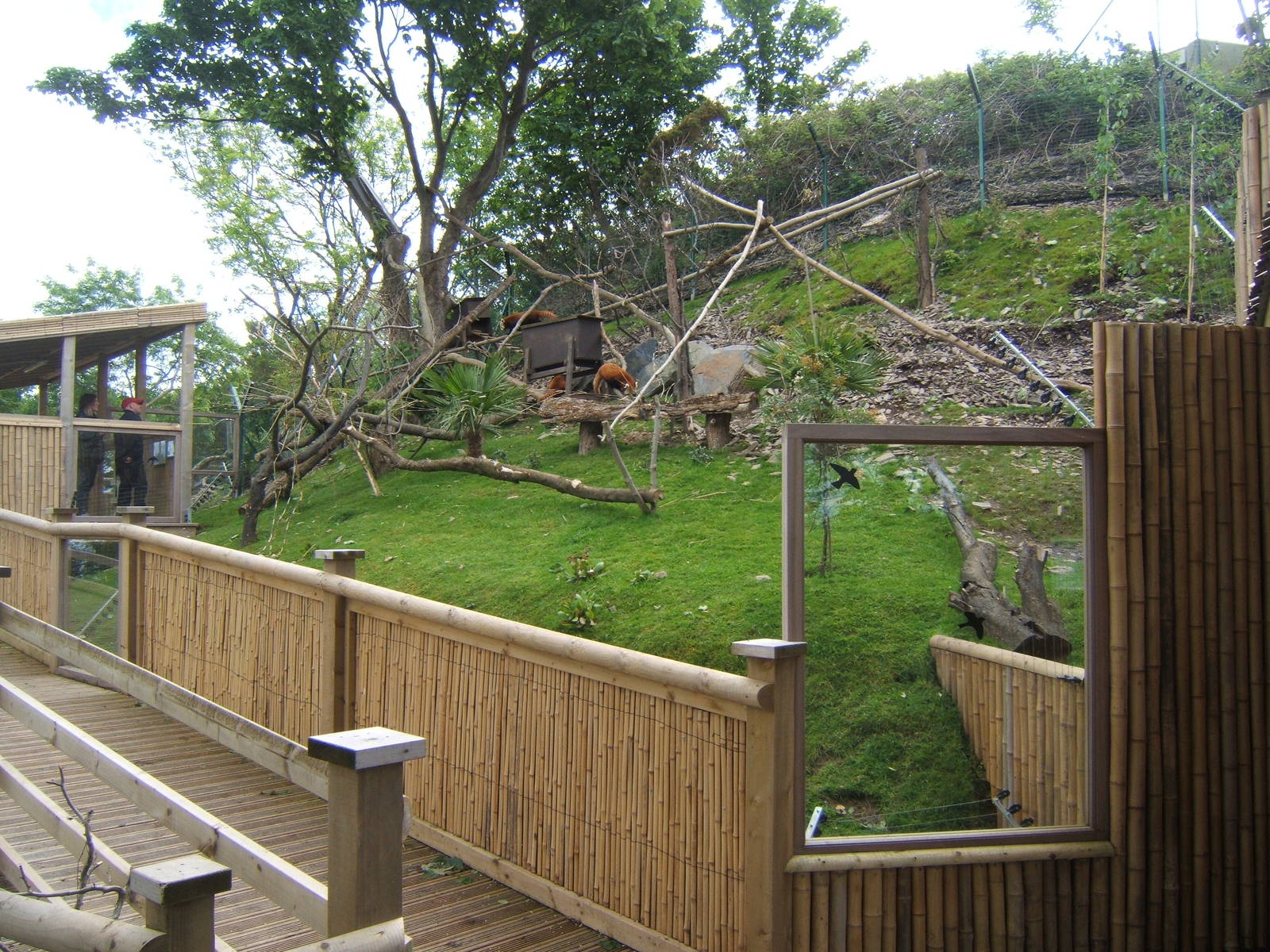 View of Red Panda enclosure