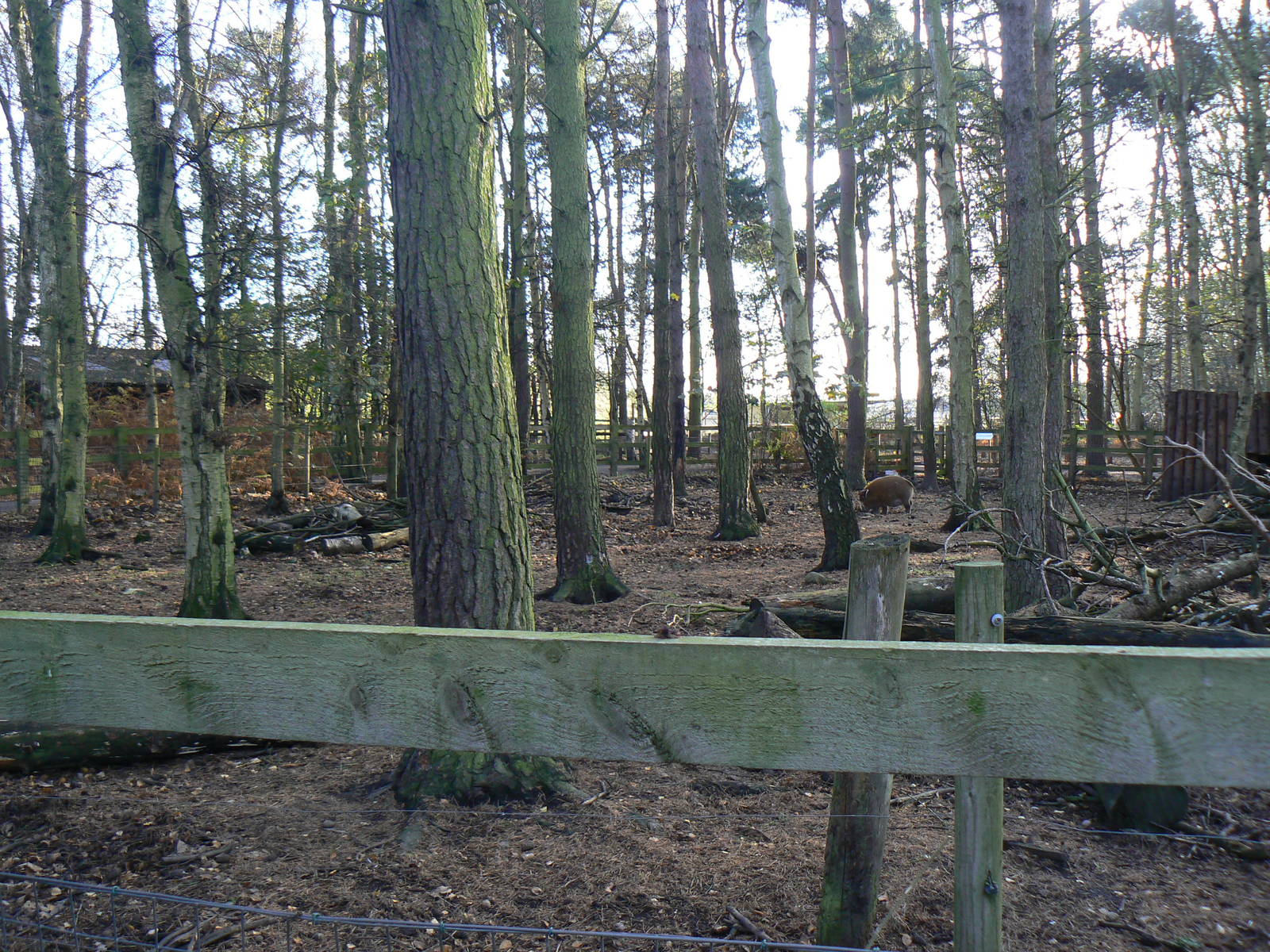 View of Red River Hog Enclosure - 22 November 2015