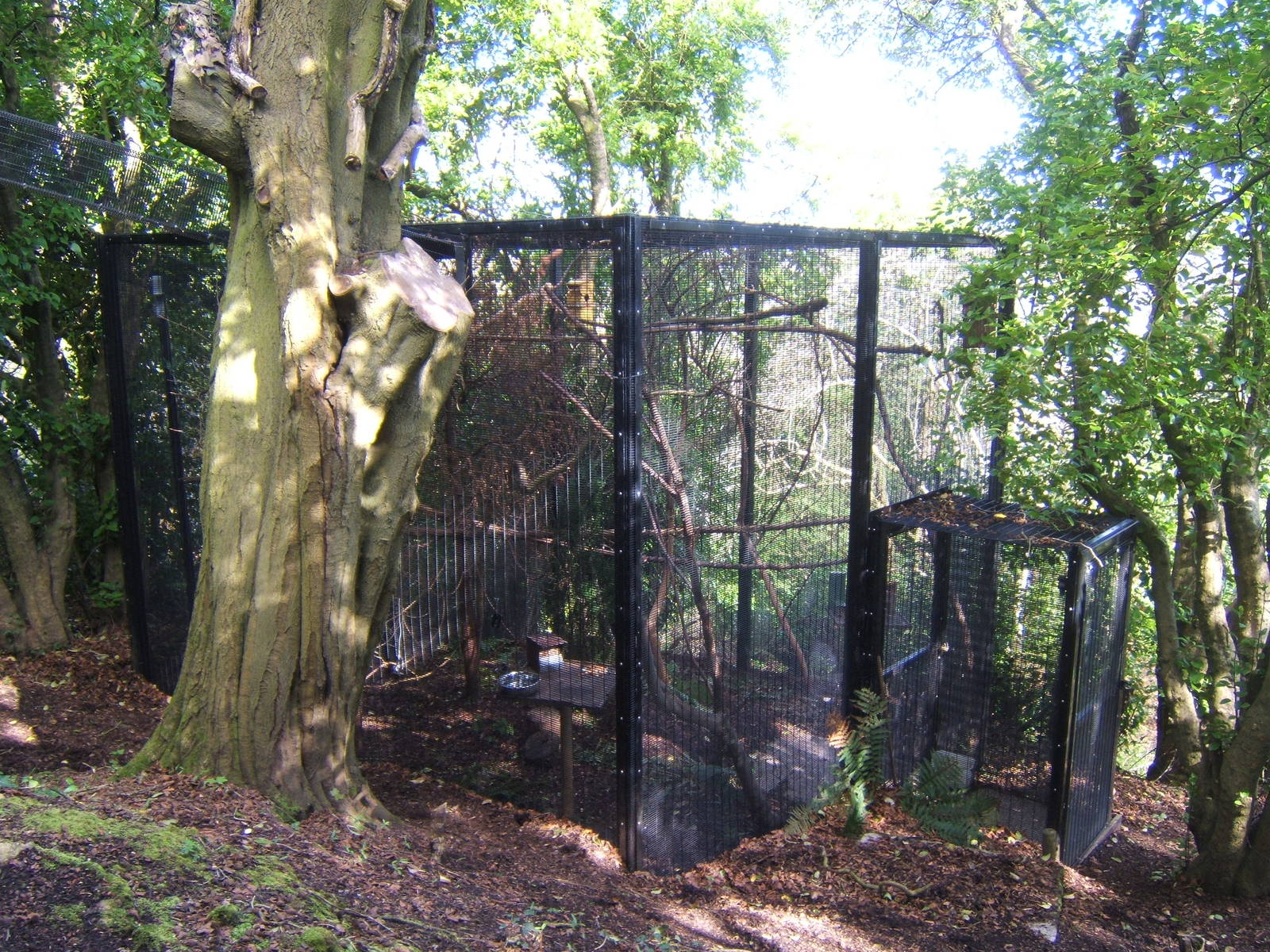 View of Red Squirrel enclosure