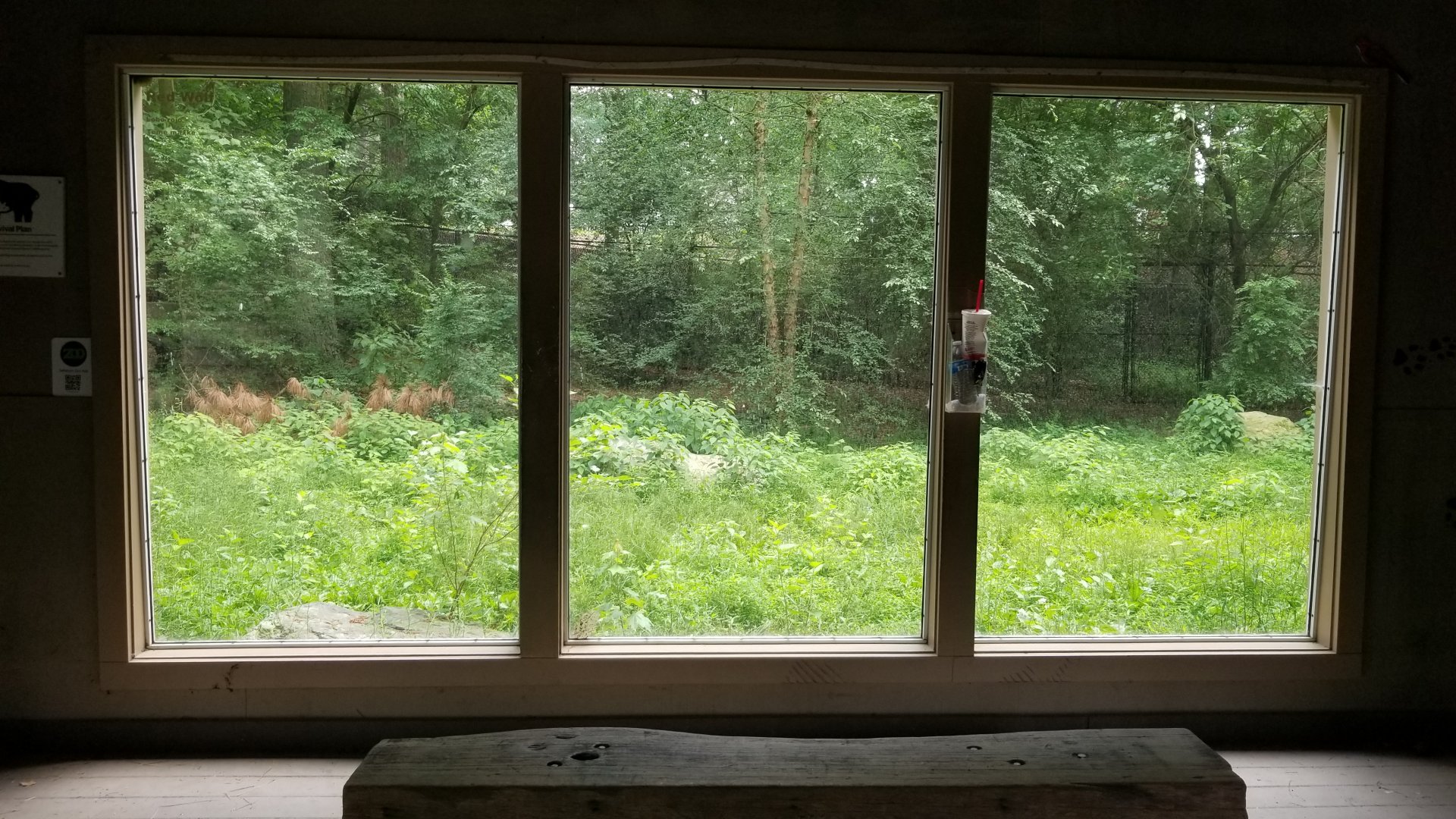 View of red wolf exhibit