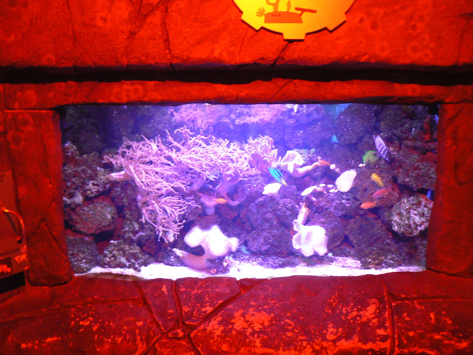 View of Reef Aquarium - 1 October 2016