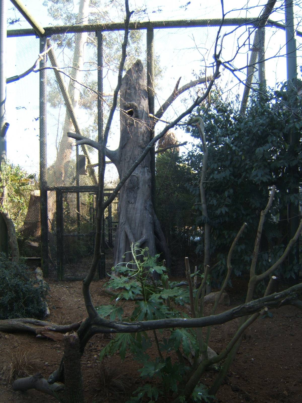 View of refurbed Hyacinth Macaw Aviary