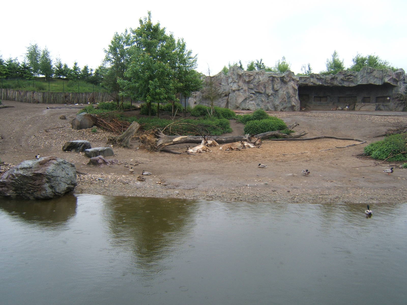 View of Reindeer enclosure and waterfowl lake