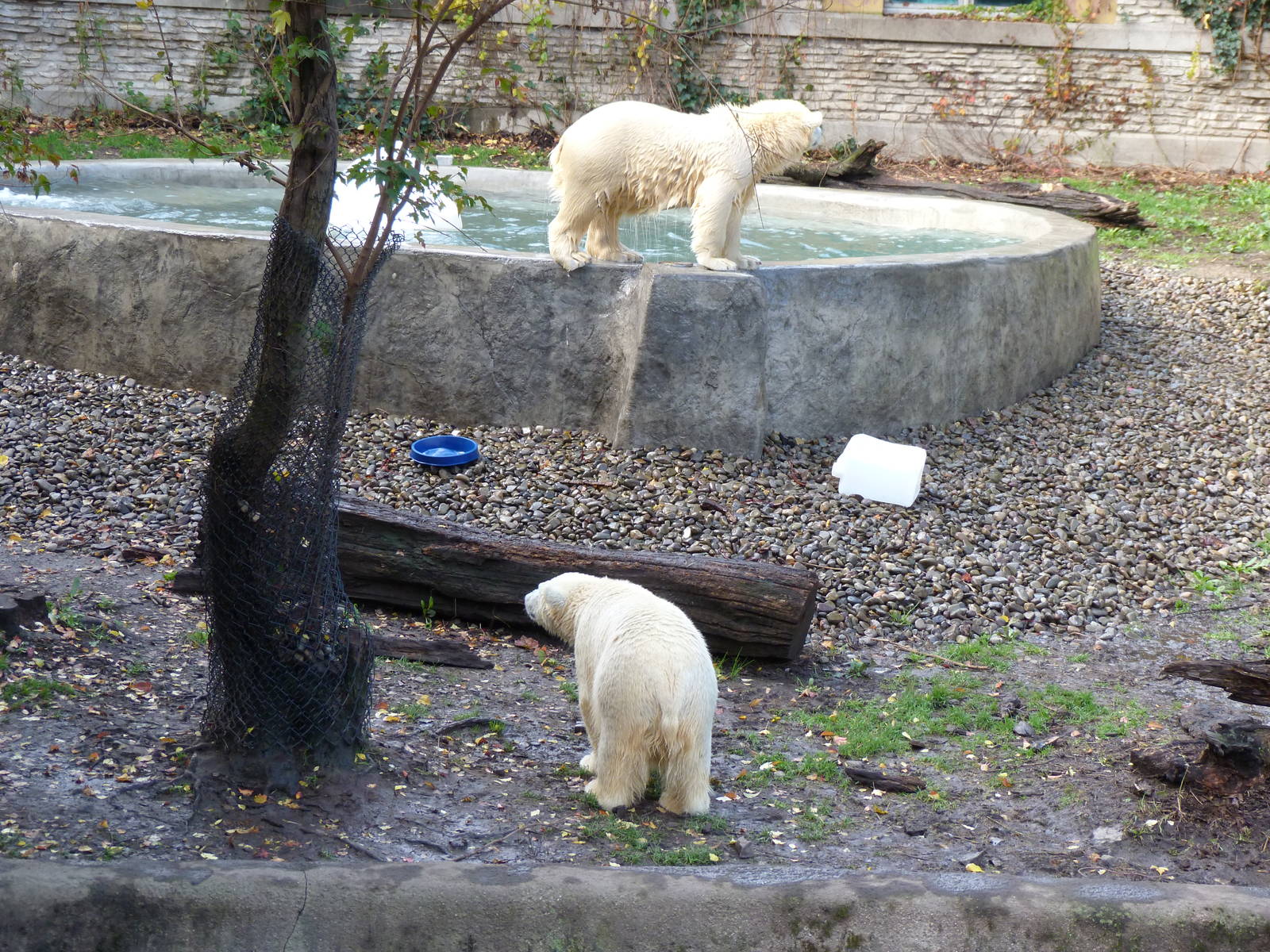 View of renovated pool