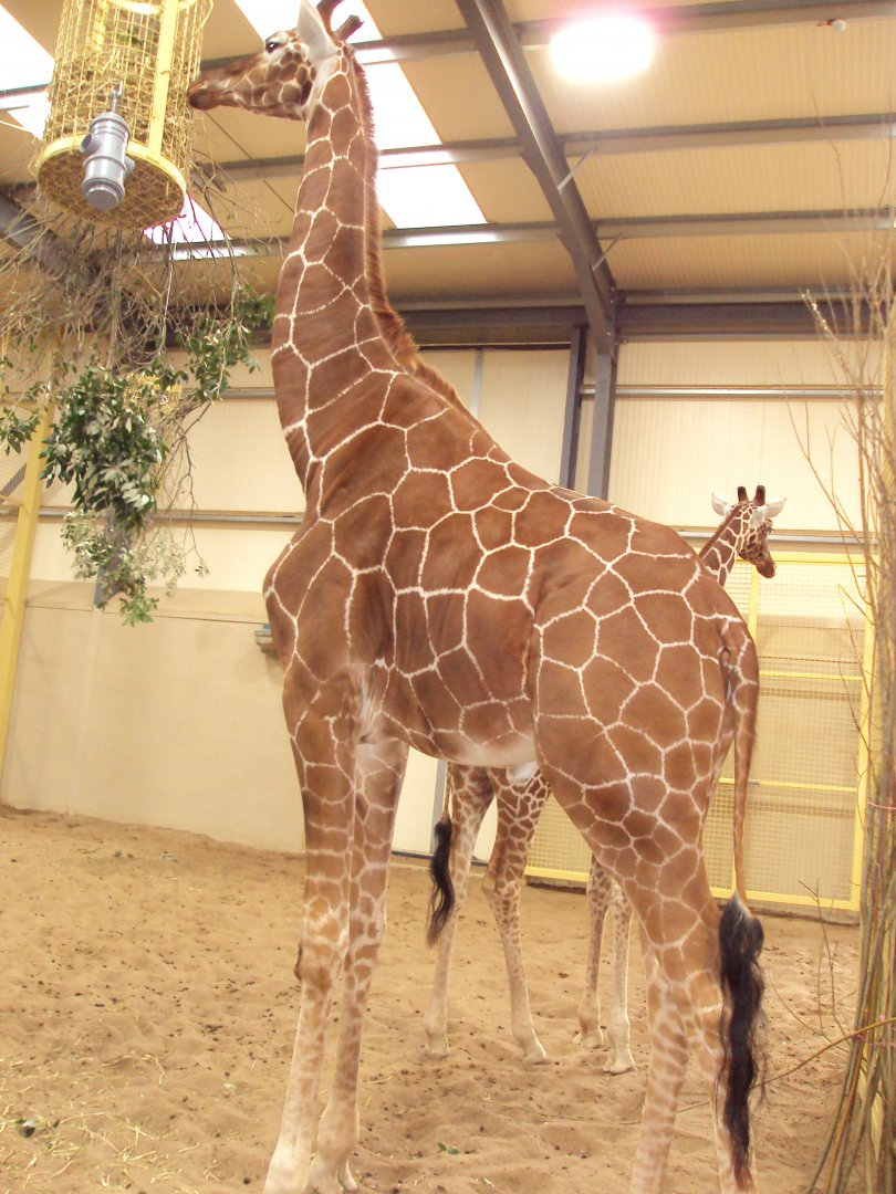 View of Reticulated Giraffes in house 27/12/2018