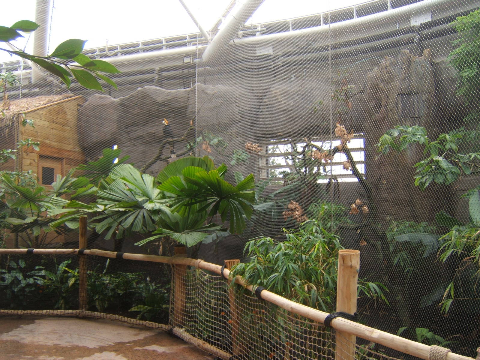 View of Rhinoceros Hornbill Aviary in Monsoon Forest