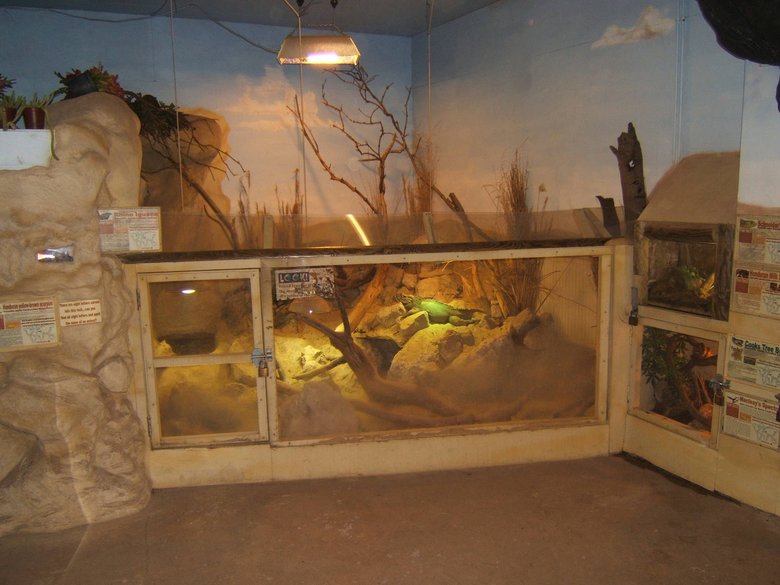 View of Rhinoceros Iguana enclosure