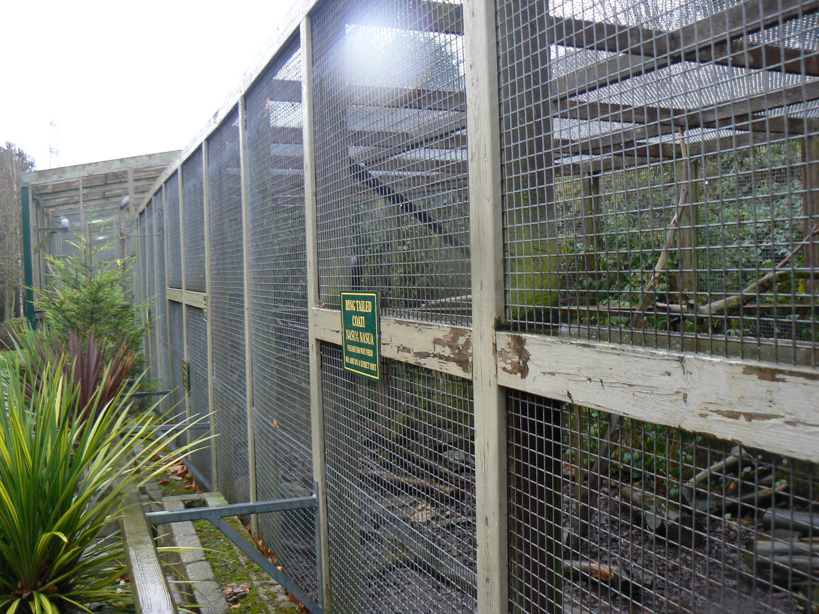 View of Ring-tailed Coati Enclosure - 28 November 2015