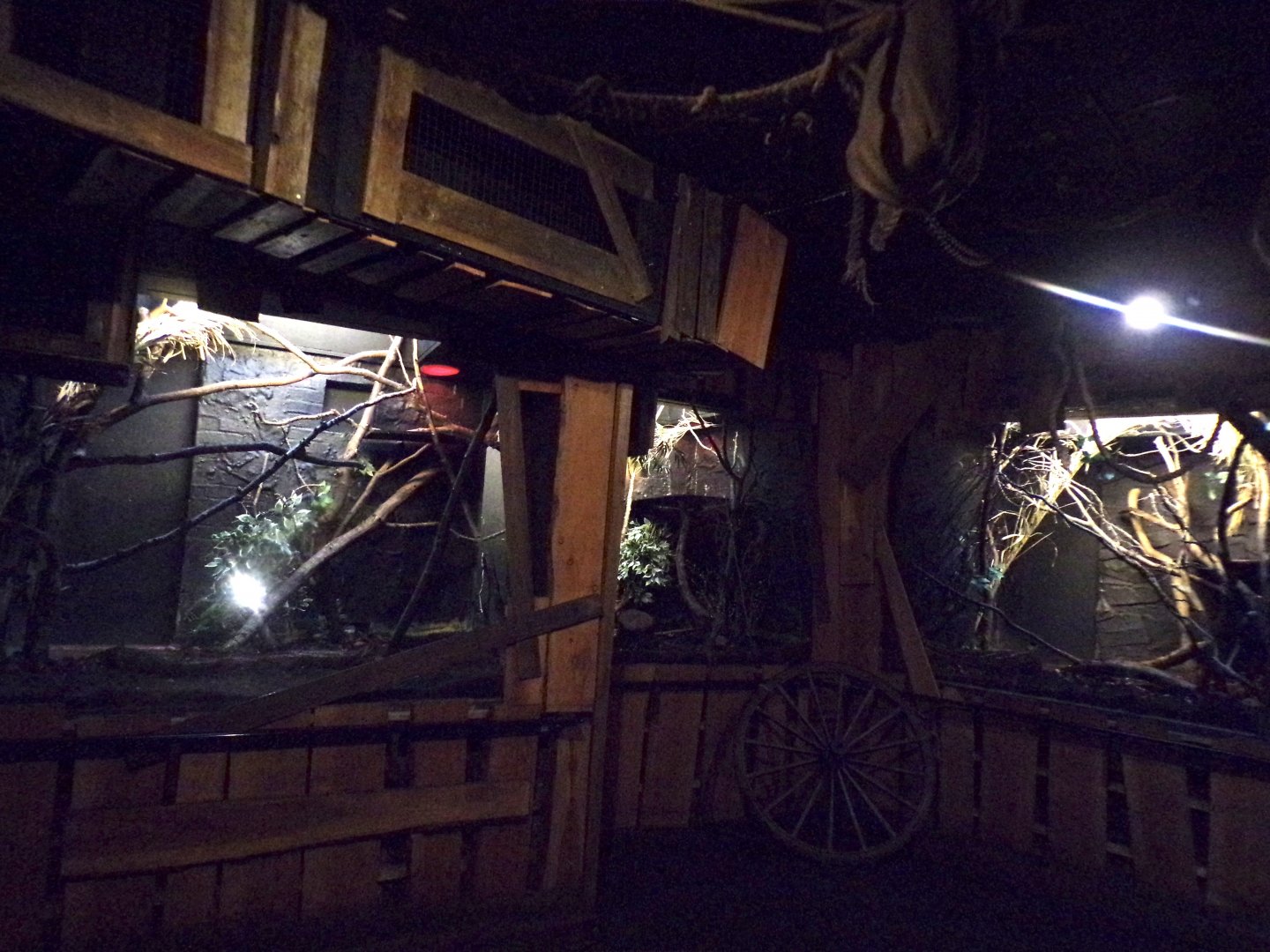 View of ring-tailed lemur and bokyboky indoor enclosures 11.2.25