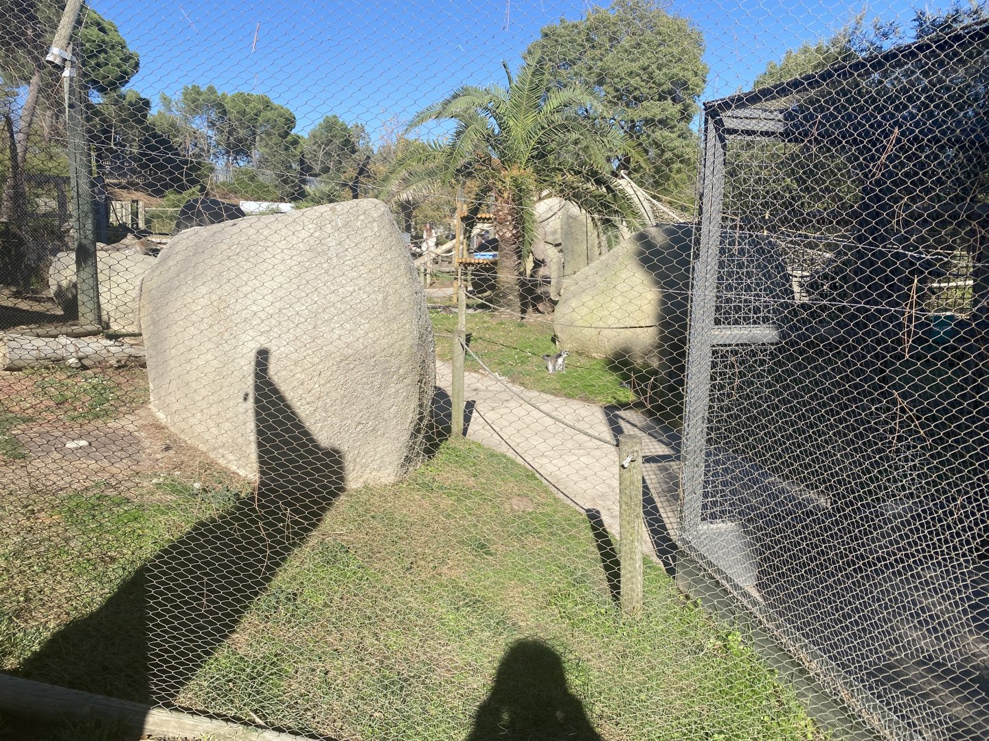 View of ring-tailed lemur enclosure