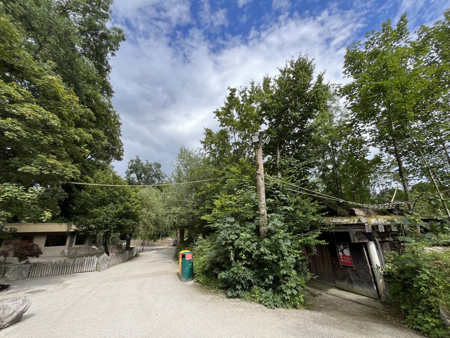 View of ring-tailed lemur freeroaming climbing frames 13.7.25