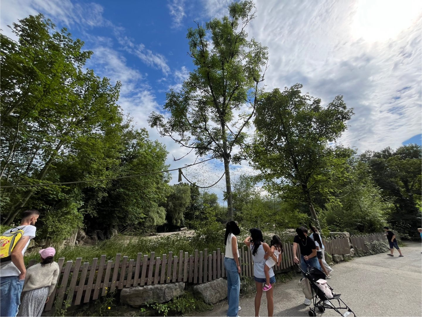 View of ring-tailed lemur freeroaming climbing frames 13.7.25
